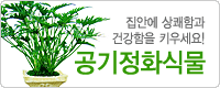 공기정화식물